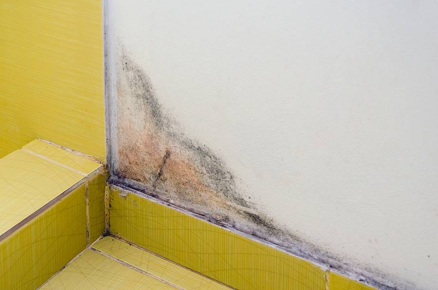 8 Best Bathroom Mold Prevention Tips